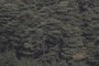Cedars tree