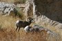 Wild life