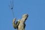 Another Neptun from Gdansk