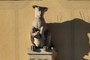Kangaroo from Gdańsk  :)