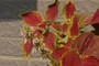 Solenostemon