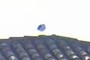 Seagull on rooftop