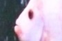 this fishface