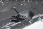 dead bird