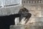 sea lion