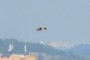 Falcon or eurasian kestrel