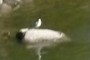 Seagull