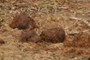 elephant crap