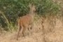 antelope