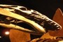 Allosaurus