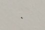black dot
