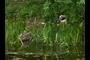 Ducks