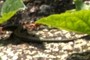 Lézard