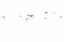 Geese