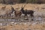 Kudu's