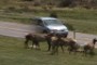 minivan hit by deer?