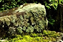 172371-210x140