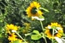 172301-210x140