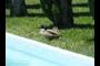 Water temple visitor