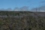 Ohia Dieback