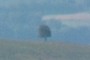 L'arbre de Quenouille