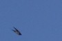 Bird - Vogel