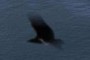 flying bird 3