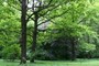 The Trees