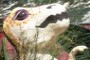 Hatching Dino...