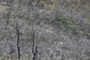 Walker Fire
