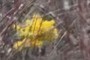 goldenrod