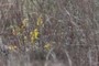 goldenrod
