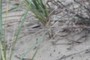 sand scape
