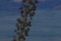 Agave stalk