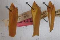 167270-210x140
