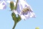 bee or type of insect