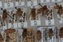 Aphrophoridae / Cercopidae
