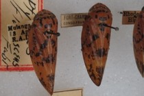 188841-210x140