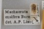 Another Machaerotidae