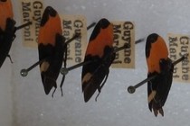 193956-210x140