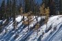 Larches on the ridgeline
