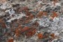 Alpine Palette