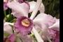 Purple Cattleya