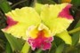 Yellow &amp; Purple Cattleya