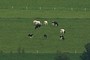 Cows