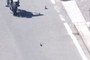 birds crossing the road