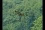 THIS is the hawk...sorry...