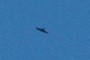 Flying bird