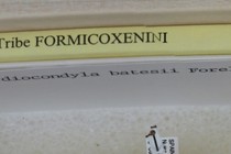 168390-210x140