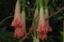 Brugmania flowers